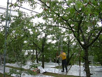 上にある実が甘いのだ