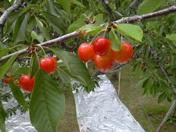 この木の実は全体的に甘かった