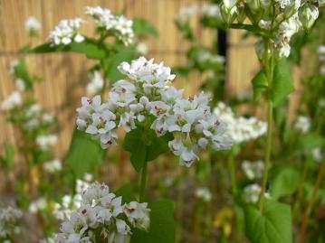 蕎麦の花