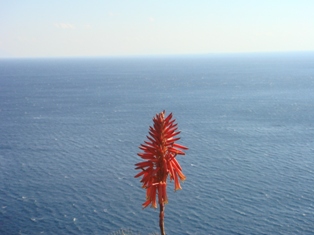 アロエの花