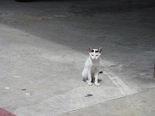 タイの猫