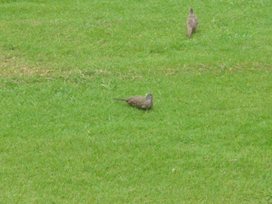 グリーンと鳥