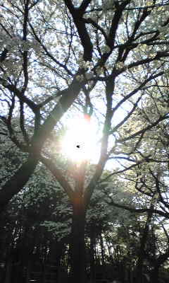 桜の光