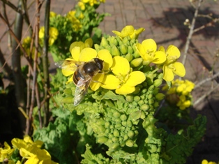 菜の花とはち