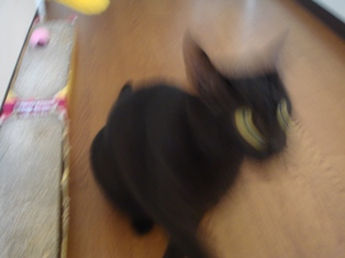 目が出るおもちゃ？