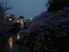 20080402-夜桜02-九段下