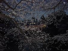 20080402-夜桜03-九段下