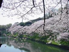 20080406-昼桜01-九段下