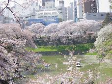 20080406-昼桜03-九段下