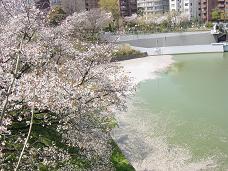 20080406-昼桜05-九段下