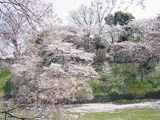 20080406-昼桜07-九段下