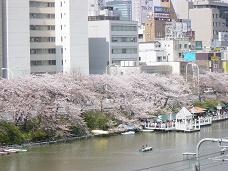 20080406-昼桜10-飯田橋