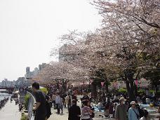 20080406-昼桜11-浅草