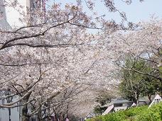 20080406-昼桜13-浅草