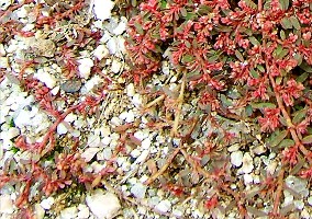 05-11-02開花小錦草.jpg