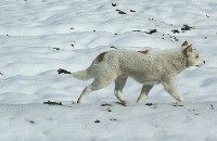 05-03-15雪狐？歩.jpg
