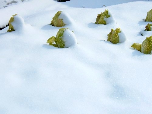 08-02-04雪白菜.JPG