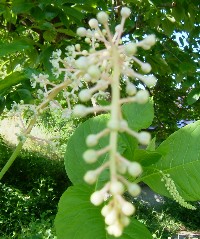05_06_13洋種山牛蒡.JPG