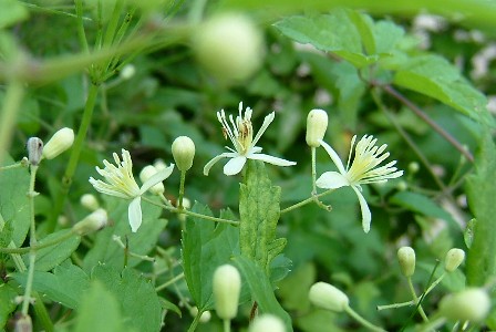 06-08-08牡丹蔓.jpg