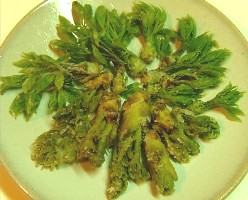 山菜 コシアブラ タラの芽 うさぎ屋 楽天ブログ
