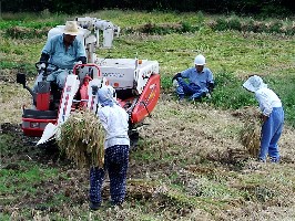 05-09-26白須ｻﾝ稲刈.jpg