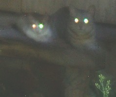 05-09-10空家猫親子.jpg