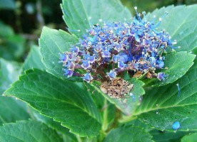 05-09-27秋紫陽花.jpg