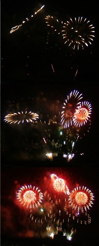 08-07-26菊？.jpg