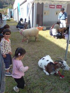 ひつじとふれあい