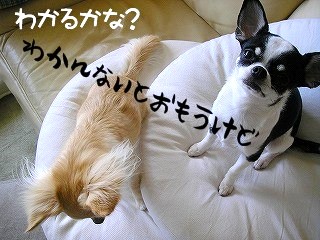 デジカメから３ 382.jpg