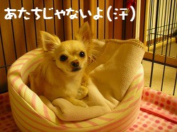 デジカメから２ 2273.jpg