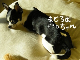 デジカメから２ 1904.jpg