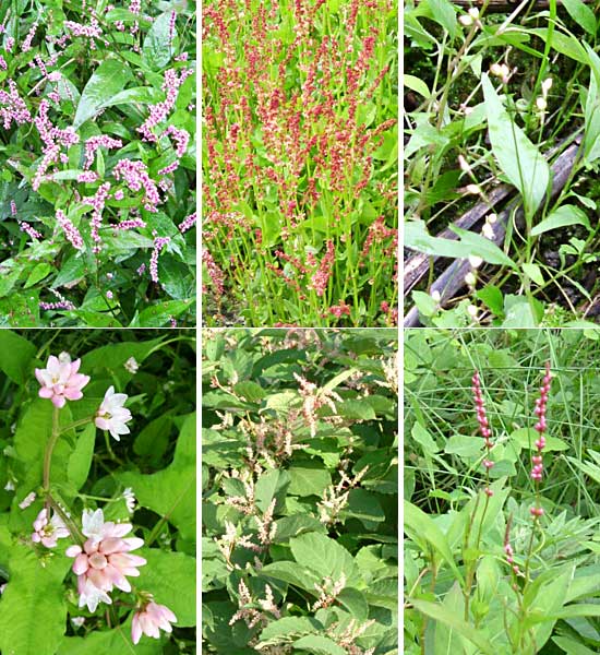 薬用植物 タデ科の植物 北海道の田舎と散策路 楽天ブログ