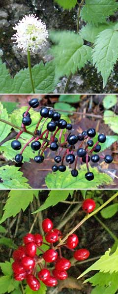 ルイヨウショウマ 赤い実と黒い実がある 北海道の田舎と散策路 楽天ブログ