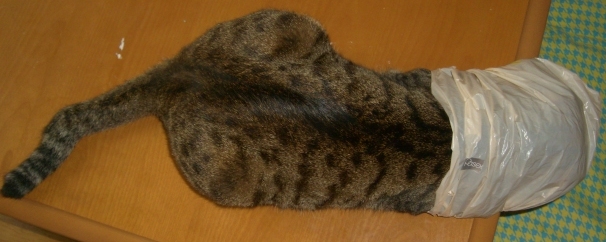 画像 1670.jpg