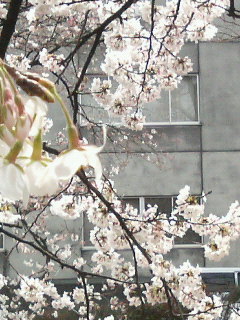 sakura