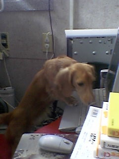 ☆パソコンしています☆