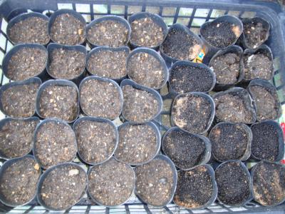 トマトと唐辛子