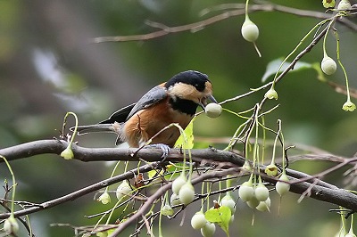 鳥たちは、味しい実だけを食べています。