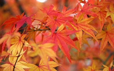 紅葉の葉の一枚一枚が良く見えます。