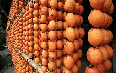 此が美味しい干し柿になるのですよ。