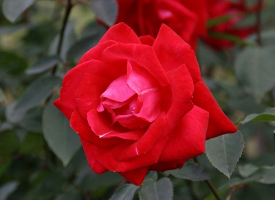 赤いバラには愛を感じます