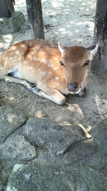 miyajima