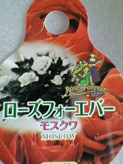 「Forever rose」tag “Moscow”