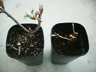 hydrangea quereifolia