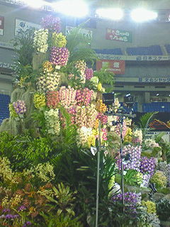 International orchid Fes.
