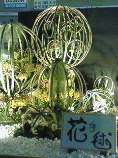 an orchid garden