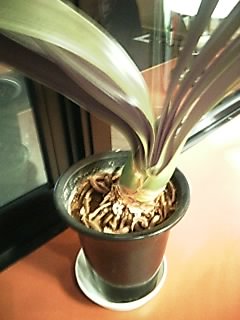 clivia3