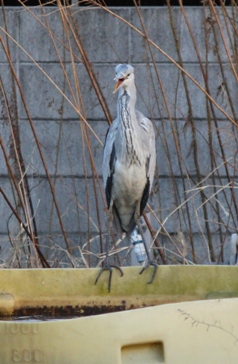 アオサギ