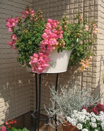 おまつりきんぎょ